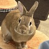 トム