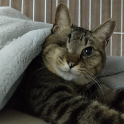 第３６回パニャリンピック＆にゃスターズー障害猫さん＆シニア猫さんの譲渡会 サムネイル2