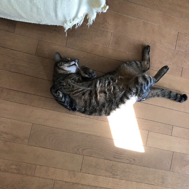 moimoi0016のカバー写真