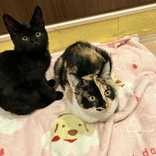 可愛すぎてすみませんの三毛、黒女の子