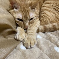 チャチャ