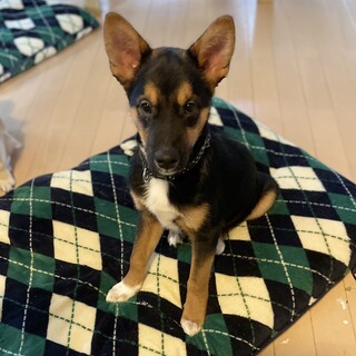 トライアル決定みんなと仲良し♪こつぶ4か月♂