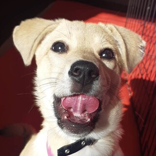 保健所からレスキューした子犬♀ラテちゃん