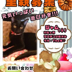 保護猫譲渡会in小牧！