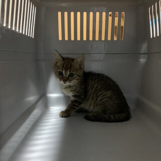 おチビな　わーちゃん