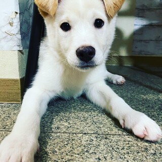 犬猫子供とも仲良しココナッツ姉妹♪ココ3ヵ月♀