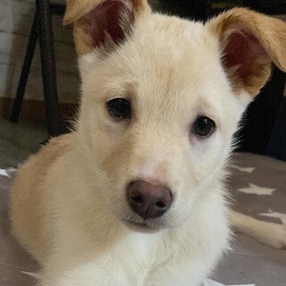 犬猫子供とも仲良しココナッツ姉妹♪ナッツ3ヵ月♀