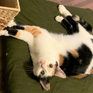 "お手"が出来るカワイイ三毛さん【ミーシャ】