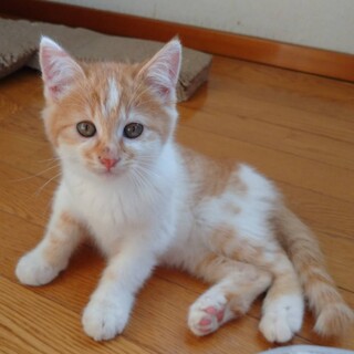 生後5ヶ月のかわいい男の子「チップ」