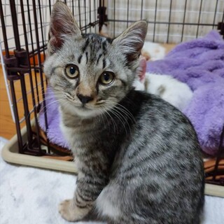 生後5ヶ月のかわいい男の子「キラ」