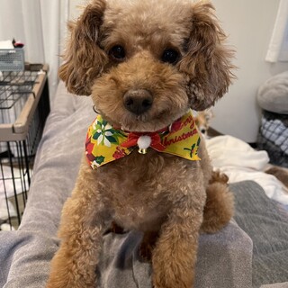 【トライアル予定】人が大好きなプードルの男の子です