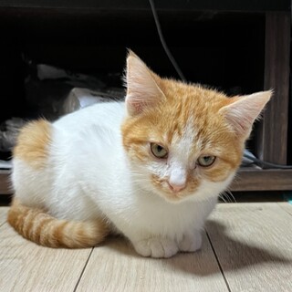 ゴロゴロすりすり茶トラっこ