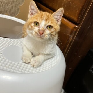 ゴロゴロすりすり茶トラっこ