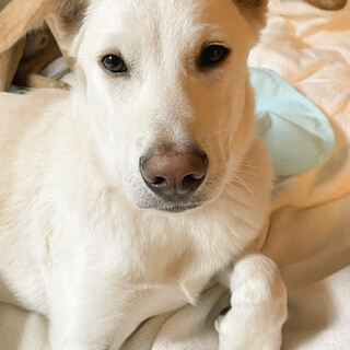 MIX♂「ティミーくん」