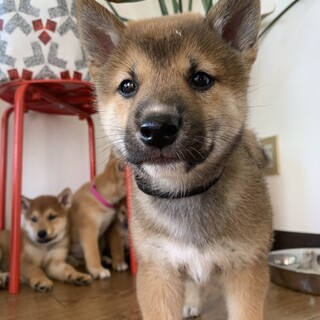 10/11生　柴MIX＊多頭飼育崩壊からレスキュー