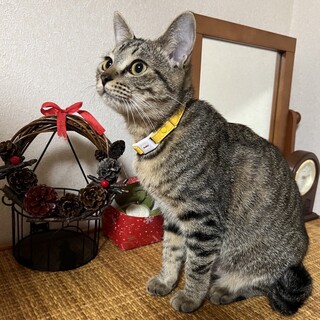 人間大好き、不思議な魅力を持つべっぴんにゃあ