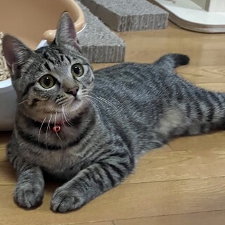 おてんば娘、だけど超甘えん坊女子❤️しま子