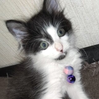 募集停止❤️白黒長毛系男子マルティネス