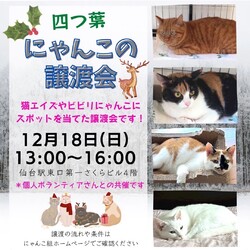四つ葉にゃんこの譲渡会