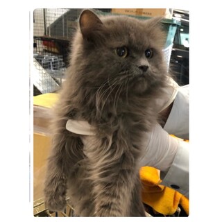 長毛で大人しい性格のミミちゃん