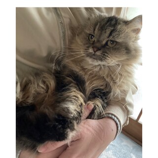 猫じゃらし大好きなペルちゃん