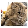 猫じゃらし大好きなペルちゃん サムネイル3