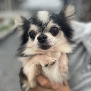 人懐っこいチワワのチェルくん