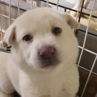 もちもちフェイスの　しろすずちゃん　2ヶ月