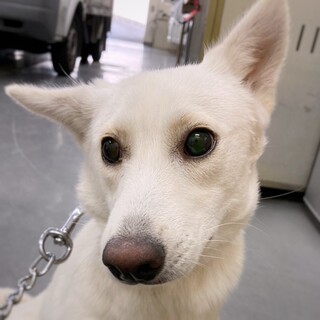 色白美人の　テレサちゃん　1歳未満