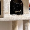 金目の黒猫 サムネイル6