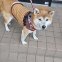保護犬　落ち着いて賢い柴犬　♀