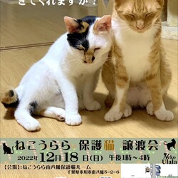 ねこうらら 保護猫譲渡会