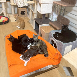 ねこうらら 保護猫譲渡会 サムネイル2