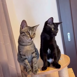 ねこうらら 保護猫譲渡会 サムネイル3