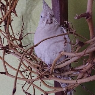 オカメインコ ♀ 1歳半