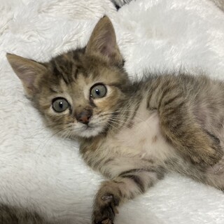 お膝大好き甘えん坊もふもふ姫！1ヶ月半