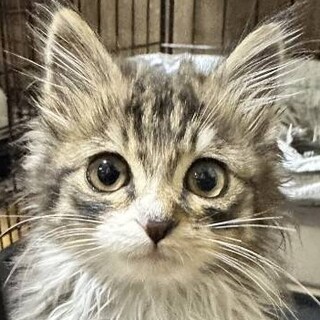 3ヵ月・長毛、超美猫♡保護猫♂サラちゃん