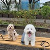 リロボー