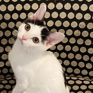 【お見合い随時】いとしのパヤパヤ★超スリゴロ