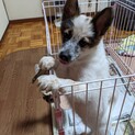 食欲旺盛、元気なパン君（雑種の男の子）募集中
