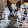 食欲旺盛、元気なパン君（雑種の男の子）募集中 サムネイル2
