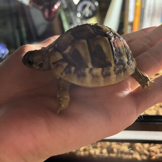 ヒガシヘルマンリクガメの引き取りのお願い