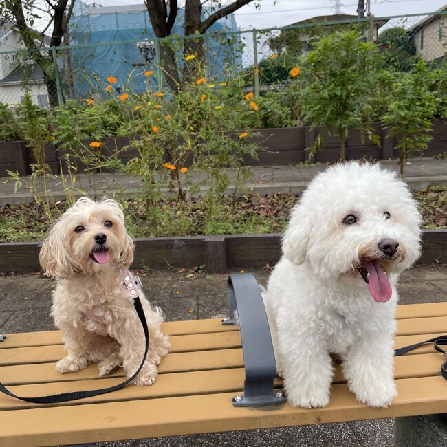 リロボレロのカバー写真