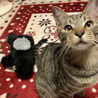 やんちゃな甘えん坊キジゴロー君！