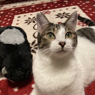 幸運のふくほちゃん！