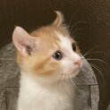 授乳して育てた可愛い生後2ヶ月のカールちゃん