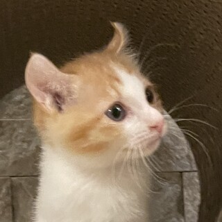 授乳して育てた可愛い生後2ヶ月のカールちゃん