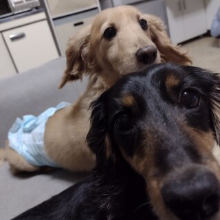 カニヘンダックスフンド8歳