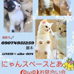 にゃんスペースとあ　ねこのお見合い会