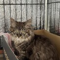 キジトラメインクーン風の子猫ちゃん